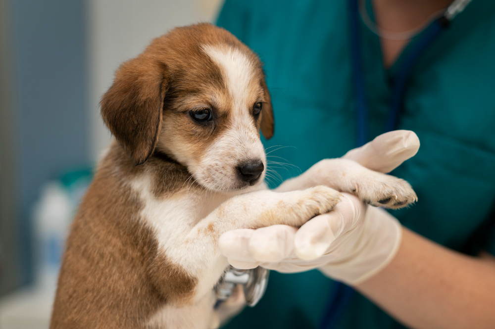 about our veterinary practice  Tucumcari, NM